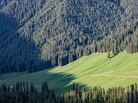 夏天新疆伊犁的草原森林风景