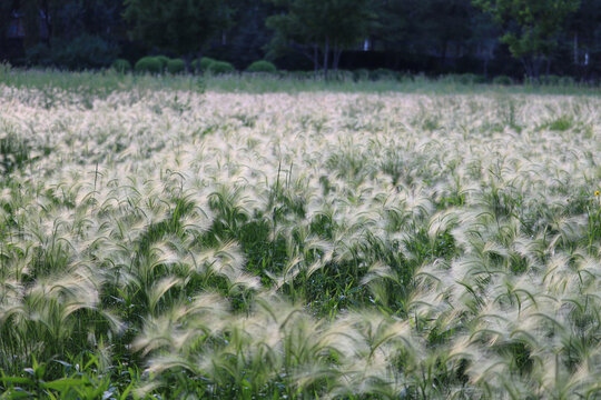 朦胧草丛