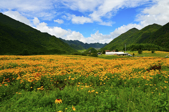 巫溪红池坝云中花海