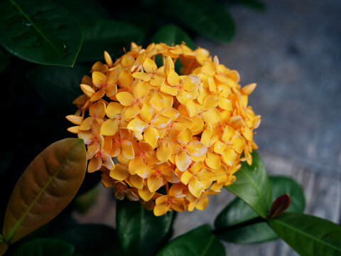 龙船花特写