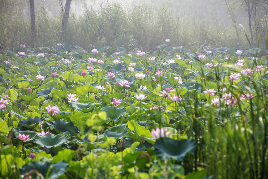 莲花朵朵开