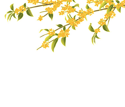 國風(fēng)手繪桂花樹免摳素材