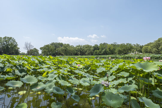 圆明园荷花池风景