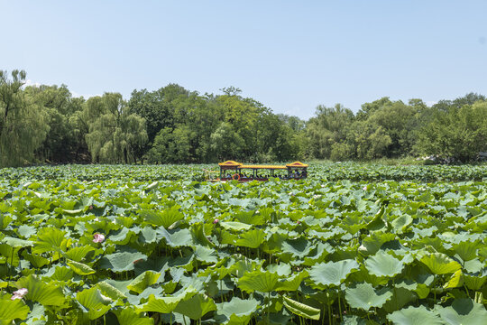 圆明园荷花池塘游船