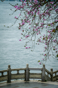 紫荆花开的柳州