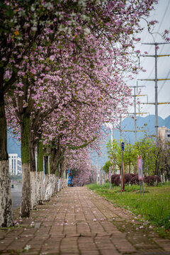紫荆花开的柳州