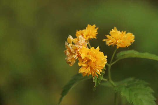 大暑时节棣棠花