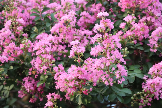 夏日宁静紫薇花儿