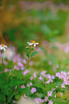 采花蜜蜂