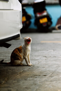 张大嘴的猫