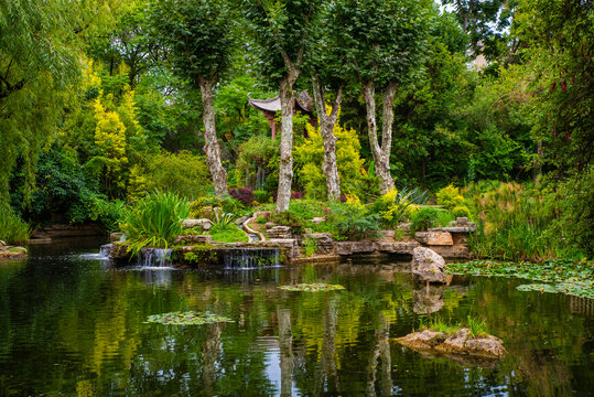 梧桐树水景