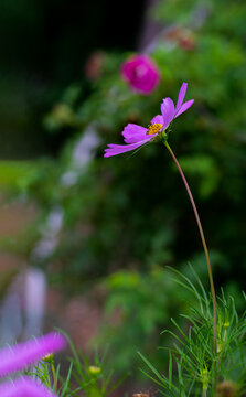 扫帚花