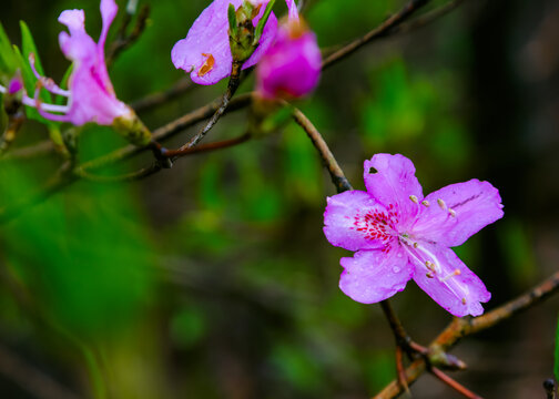 杜鹃花开