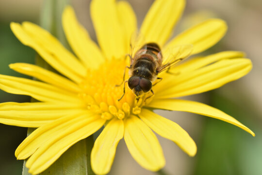 蜜蜂与小花