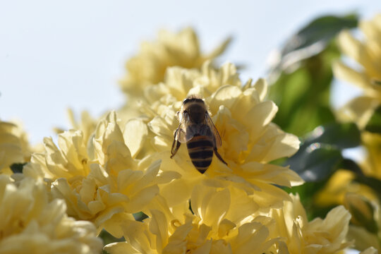 木香花