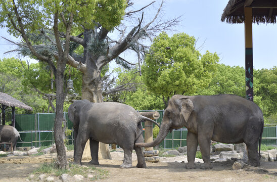 動物園的大象