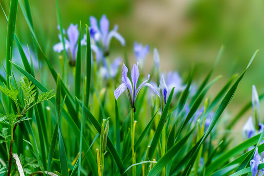 马兰花