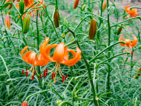 兰州百合花