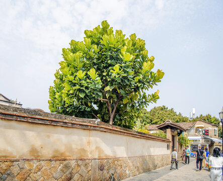 鼓浪屿四落大厝院墙与树木