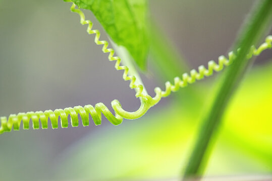 植物藤蔓微距特写