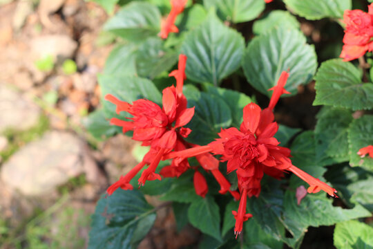 鲜花红花公园花草