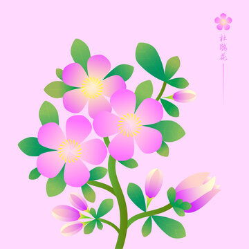 植物花卉杜鵑花