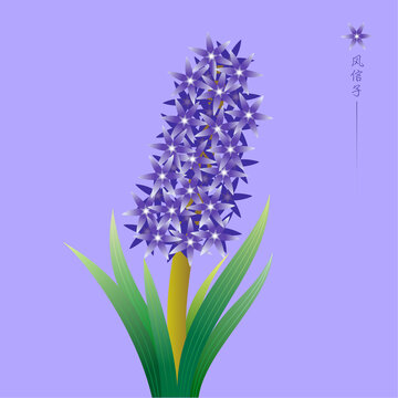 植物花卉風信子