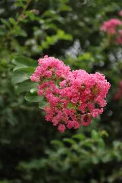 夏日宁静紫薇花