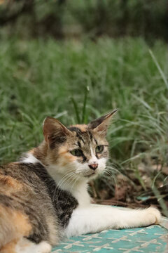 草地之上凝视远方的猫咪