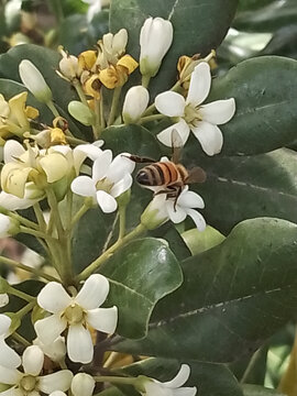 蜜蜂采蜜