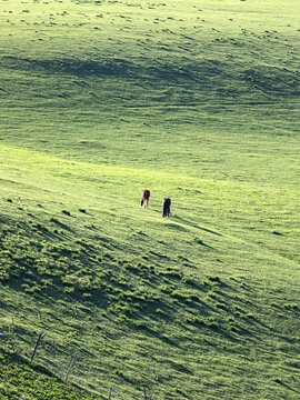 草原上马匹吃草的自然风景
