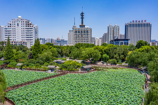 航拍夏日荷塘碧绿荷叶观景栈道