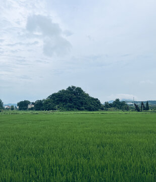 稻田风光