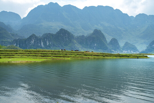 自然风景牛群