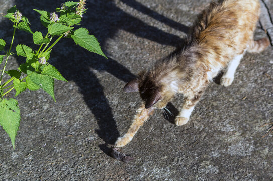 猫鼠游戏