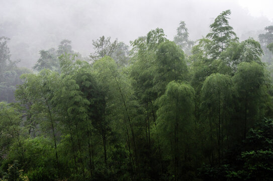 竹林风景