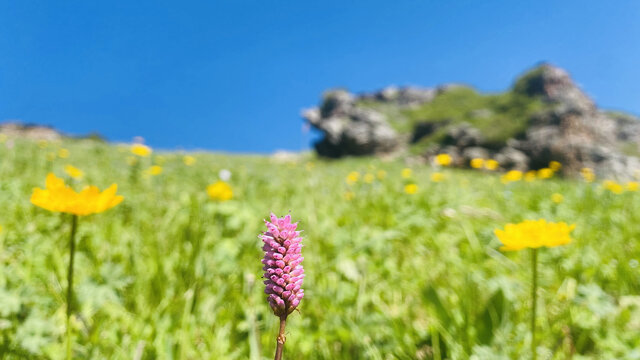 那拉提草原