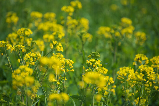 油菜花