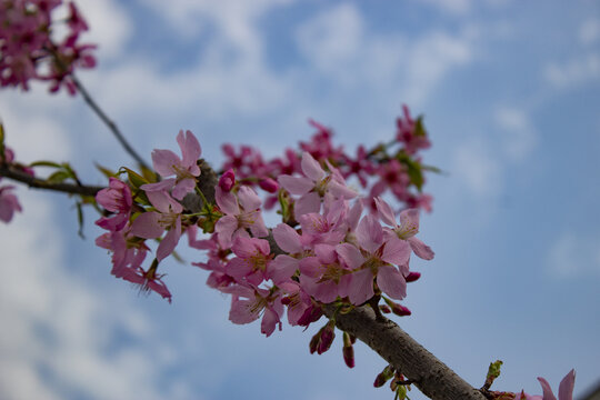 樱花