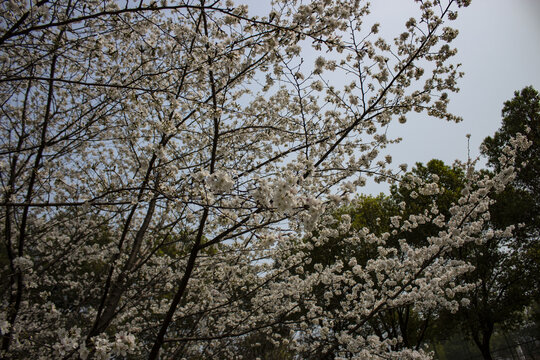 满树樱花