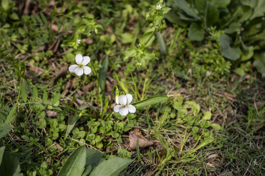 白花地丁