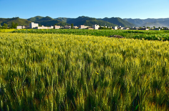 麦田