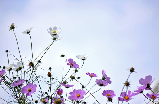 格桑花