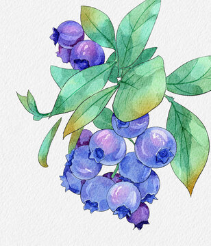 蓝莓水果水彩插画