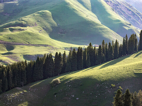 早晨新疆伊犁的草原森林风景