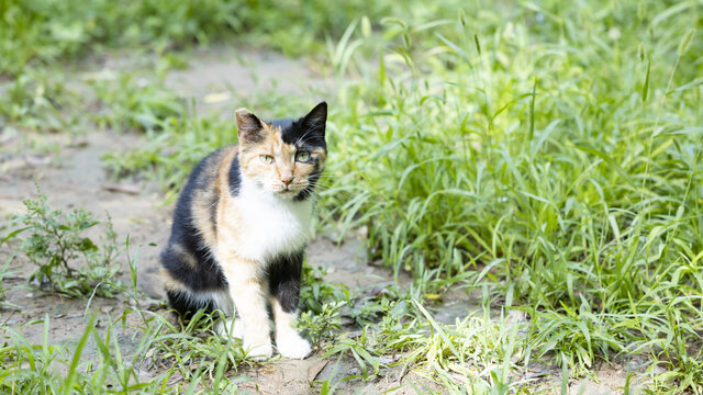 流浪猫