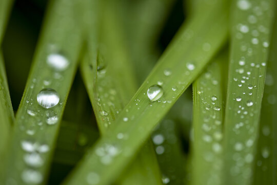 叶子上的露珠水珠雨珠特写