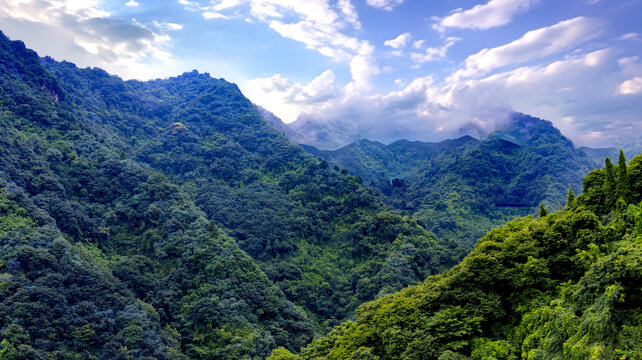 高山植被