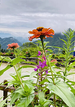 百日菊