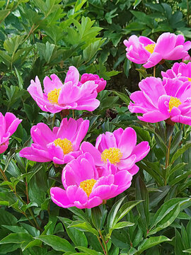 芍藥花
